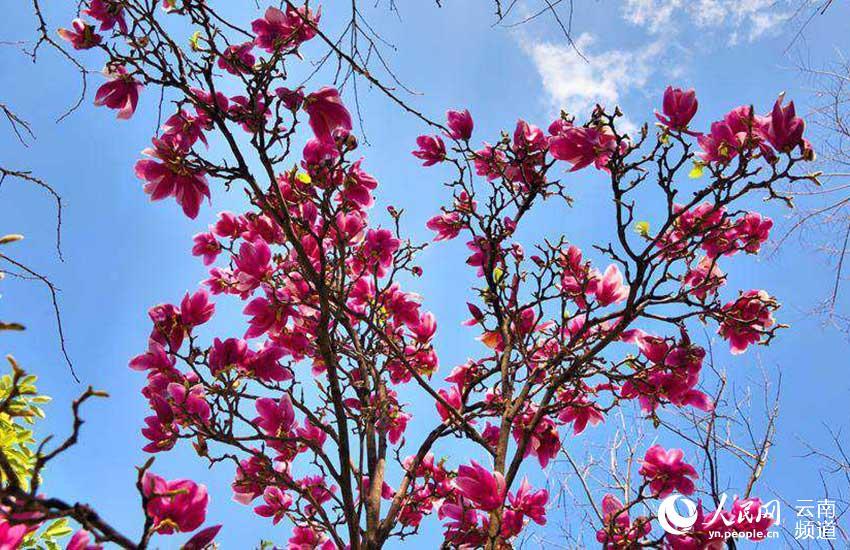 Photo shows blooming magnolia flowers in Changning county, southwest China's Yunnan province. (Photo/Wu Zaizhong)