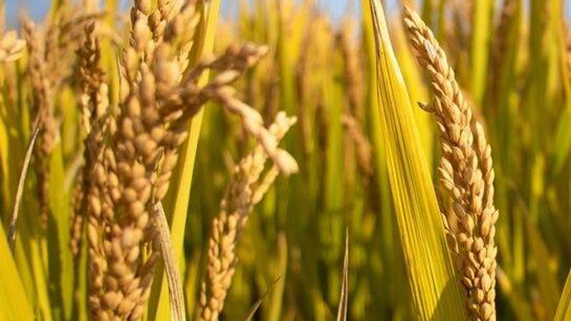 Hybrid rice trial sees major success