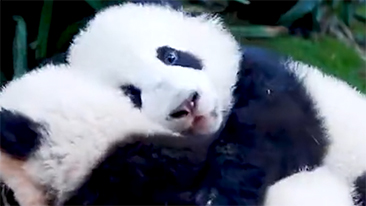 The sleeping furry panda cubs