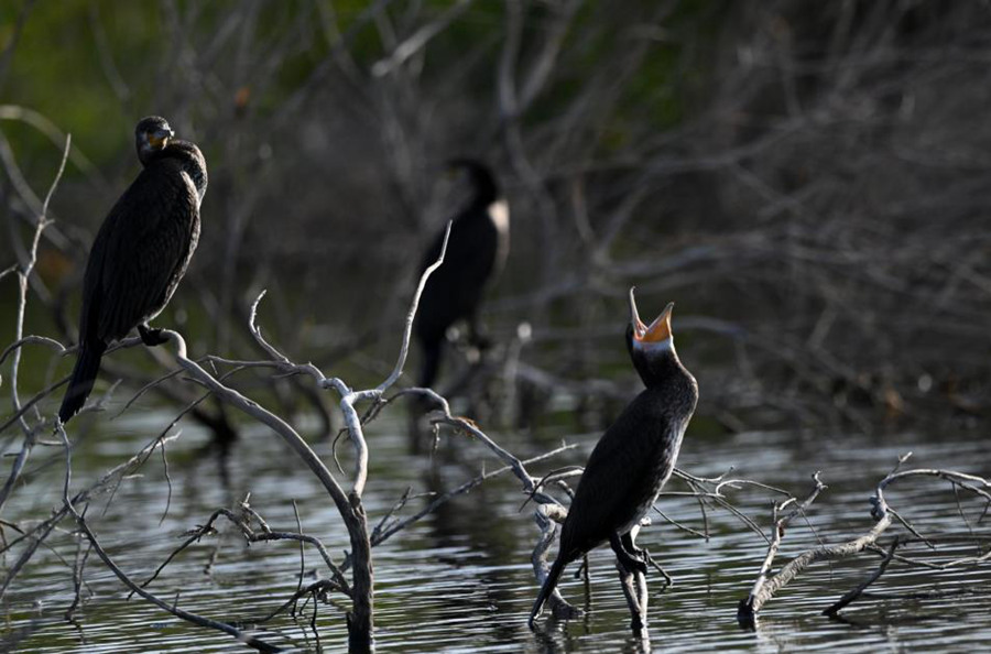 Bosten Lake wetland a paradise for wild waterfowls in China's Xinjiang