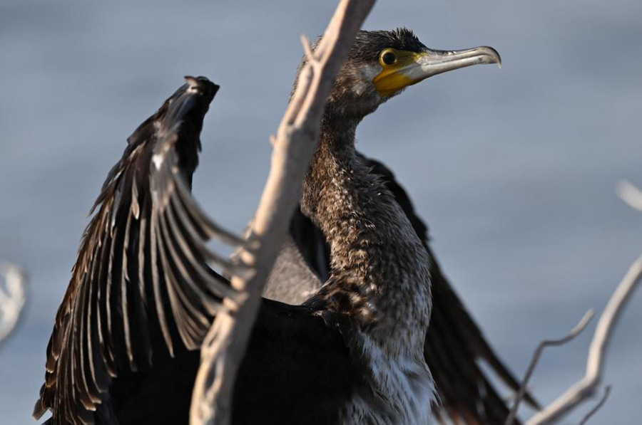 Bosten Lake wetland a paradise for wild waterfowls in China's Xinjiang