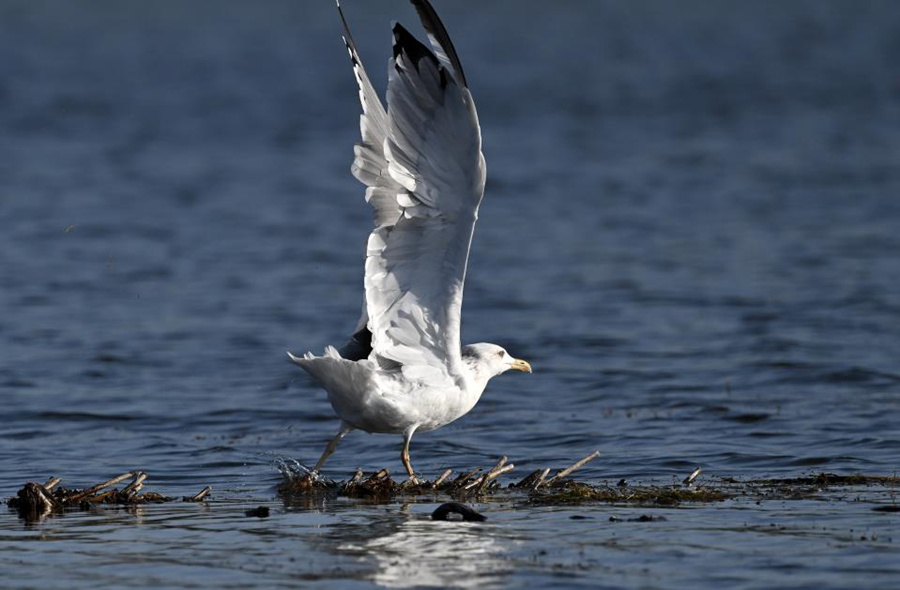 Bosten Lake wetland a paradise for wild waterfowls in China's Xinjiang