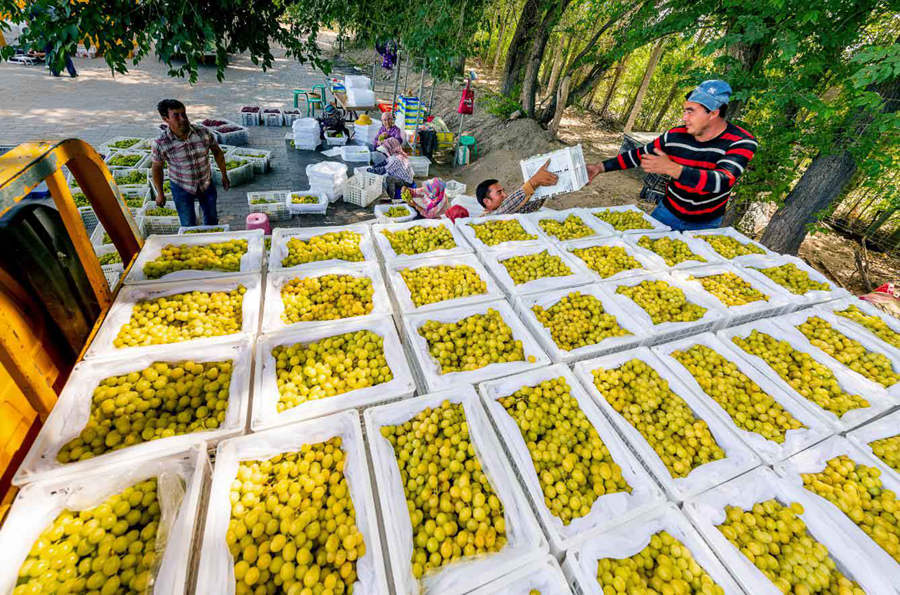 Grape planting promoted to increase growers' incomes in Xinjiang's Huocheng county