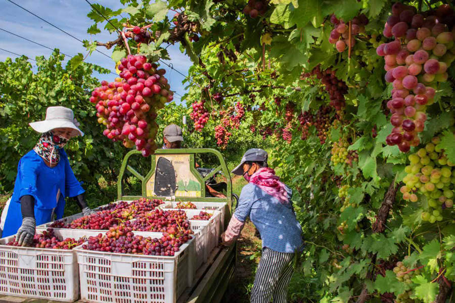 Grape planting promoted to increase growers' incomes in Xinjiang's Huocheng county