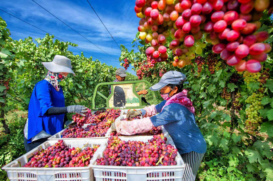 Grape planting promoted to increase growers' incomes in Xinjiang's Huocheng county