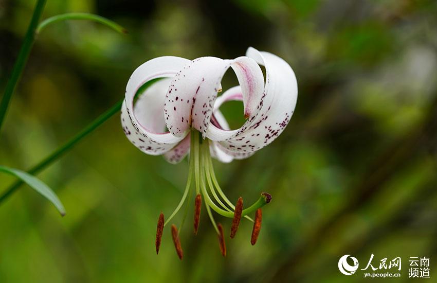 Discovering Yunnan's eight best-known beautiful flowers: lily