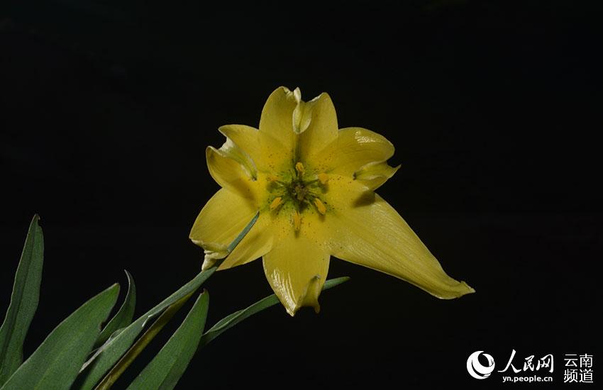 Discovering Yunnan's eight best-known beautiful flowers: lily
