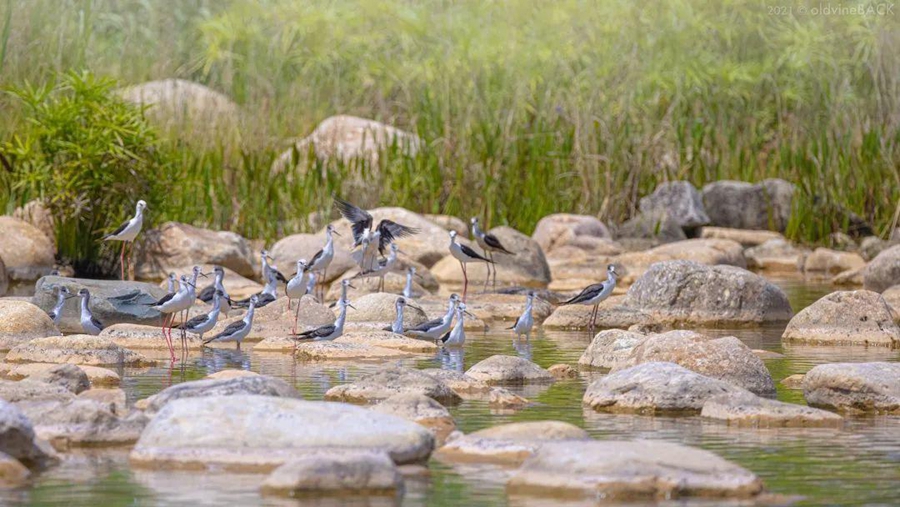 Black-winged stilts seen at a park in China’s Fujian