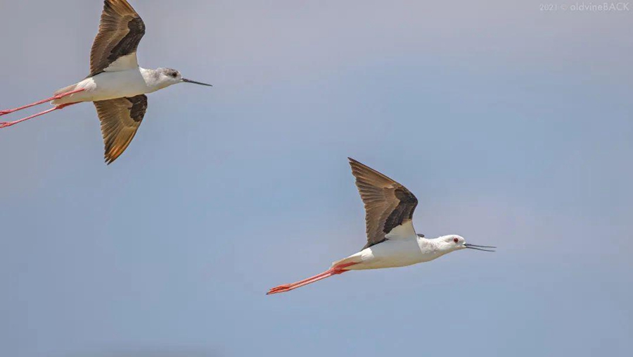 Black-winged stilts seen at a park in China’s Fujian