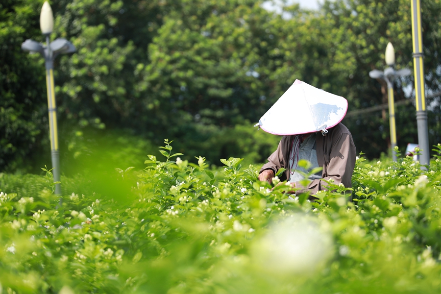 A farmer harvests jasmine flowers in the field.  (Photo/Wu Mingjiang)