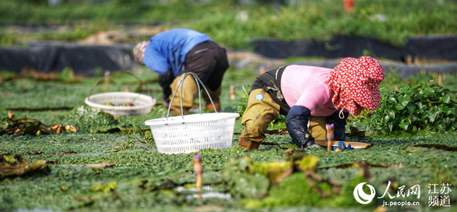 China's Jiangsu reaps a bumper autumn harvest 