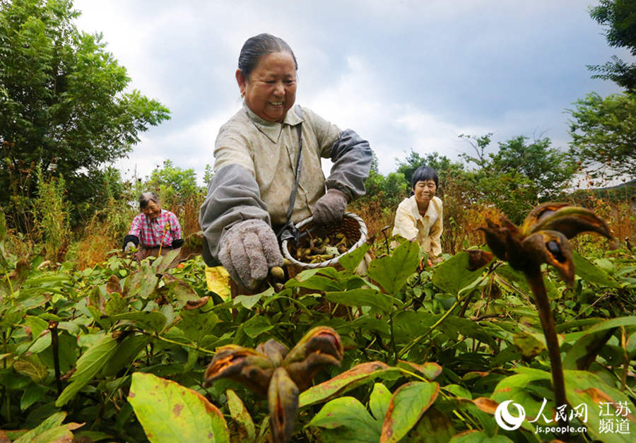 China's Jiangsu reaps a bumper autumn harvest 