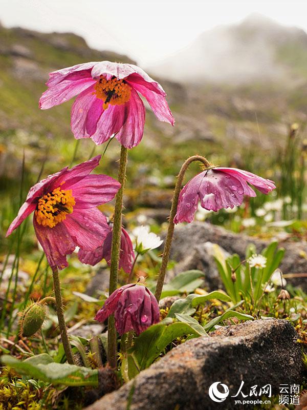 Discovering Yunnan's eight best-known beautiful flowers: meconopsis