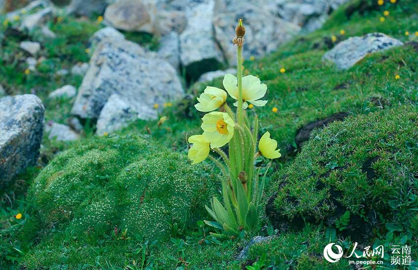 Discovering Yunnan's eight best-known beautiful flowers: meconopsis