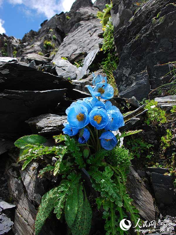 Photo shows beautiful Meconopsis flowers. (Photo courtesy of Kunming Institute of Botany under the Chinese Academy of Sciences)