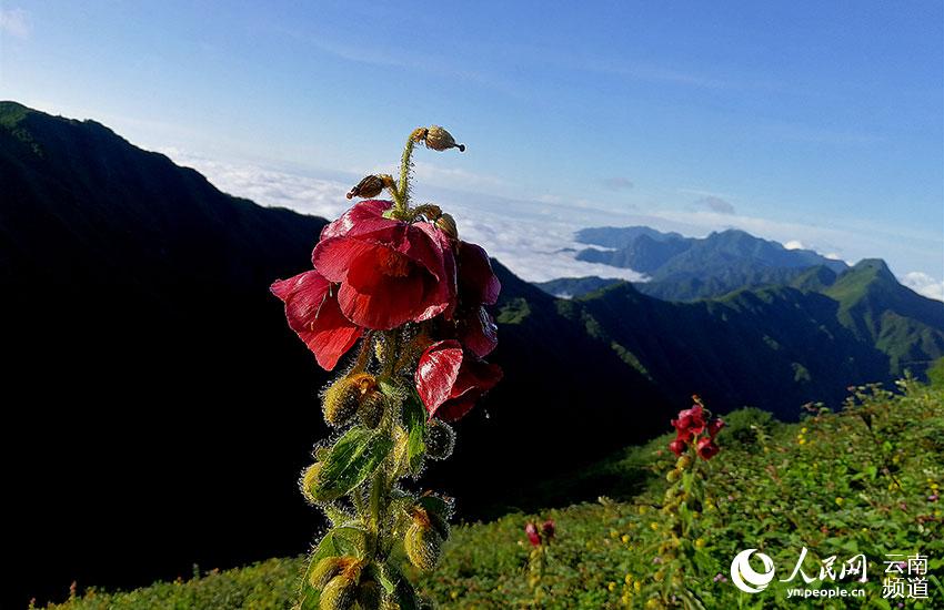Discovering Yunnan's eight best-known beautiful flowers: meconopsis