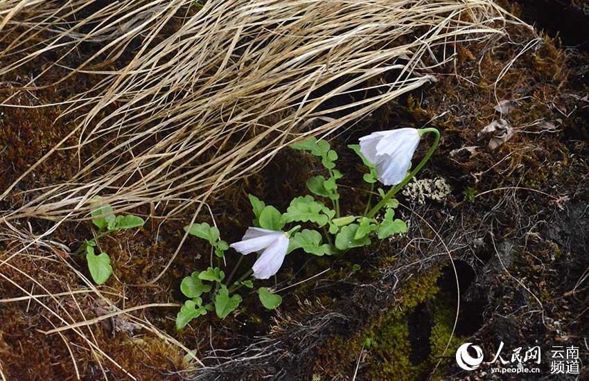 Discovering Yunnan's eight best-known beautiful flowers: meconopsis