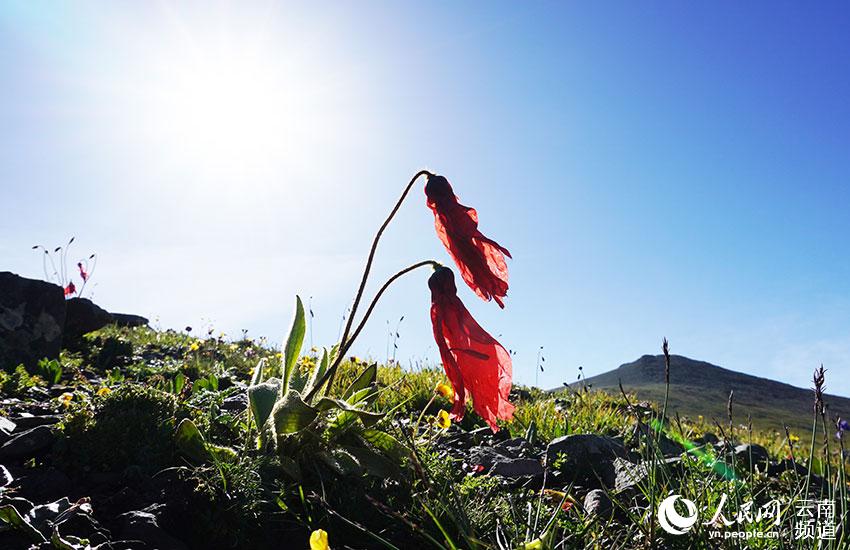 Discovering Yunnan's eight best-known beautiful flowers: meconopsis