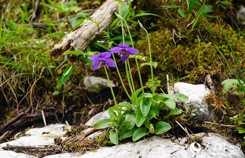 Discovering Yunnan's eight best-known beautiful flowers: meconopsis
