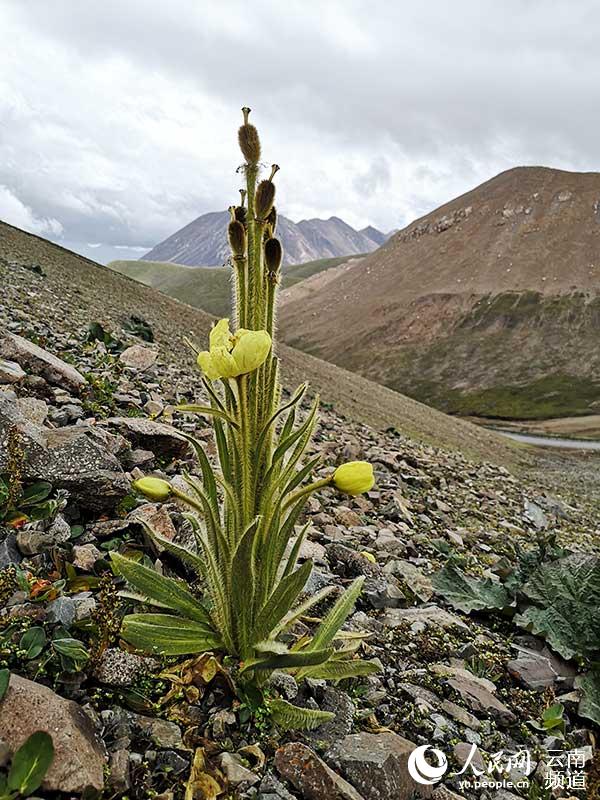 Discovering Yunnan's eight best-known beautiful flowers: meconopsis