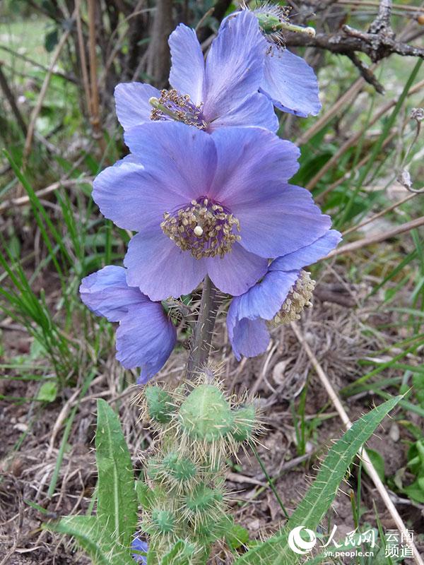 Discovering Yunnan's eight best-known beautiful flowers: meconopsis