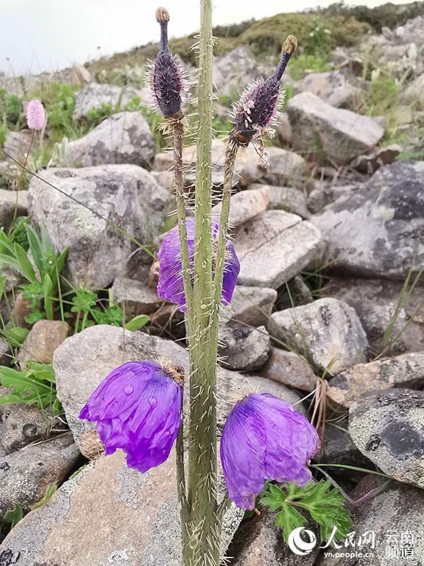 Discovering Yunnan's eight best-known beautiful flowers: meconopsis