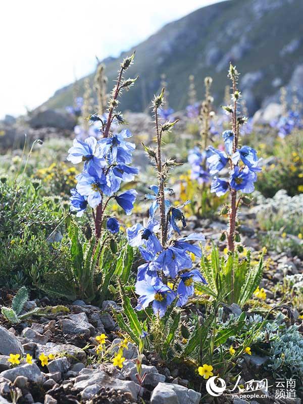 Discovering Yunnan's eight best-known beautiful flowers: meconopsis