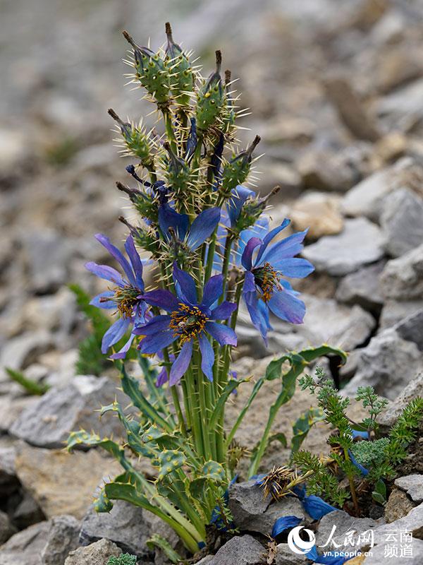 Discovering Yunnan's eight best-known beautiful flowers: meconopsis