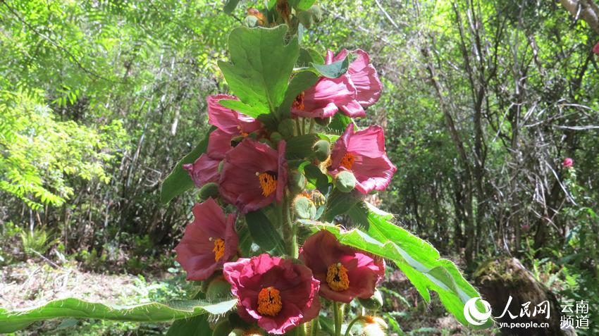 Discovering Yunnan's eight best-known beautiful flowers: meconopsis