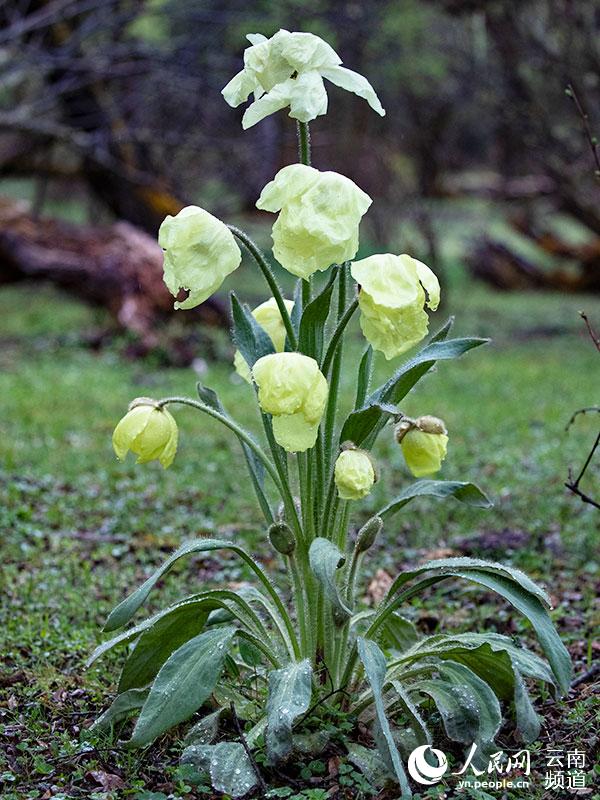 Discovering Yunnan's eight best-known beautiful flowers: meconopsis