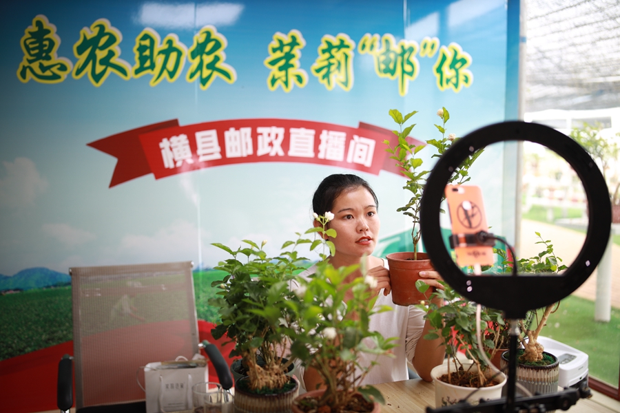 Jasmine tea of Hengzhou in SW China’s Guangxi reaches global markets