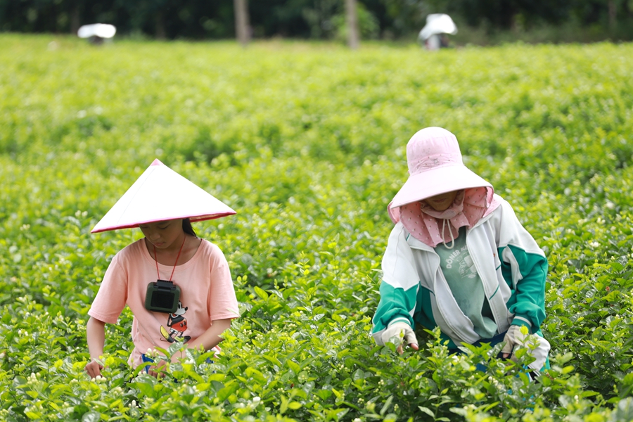 Hengzhou in SW China’s Guangxi boosts local people’s income through jasmine industry
