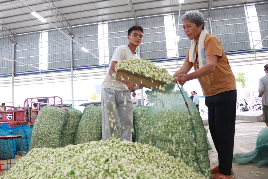 Hengzhou in SW China’s Guangxi boosts local people’s income through jasmine industry