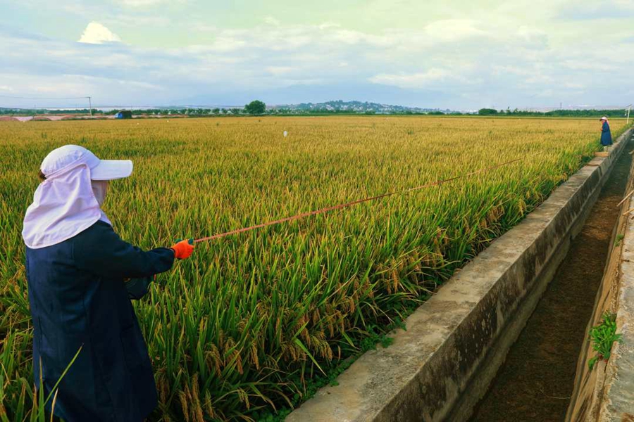 Super hybrid rice variant achieves unit yield of over 1,100 kg in Yunnan