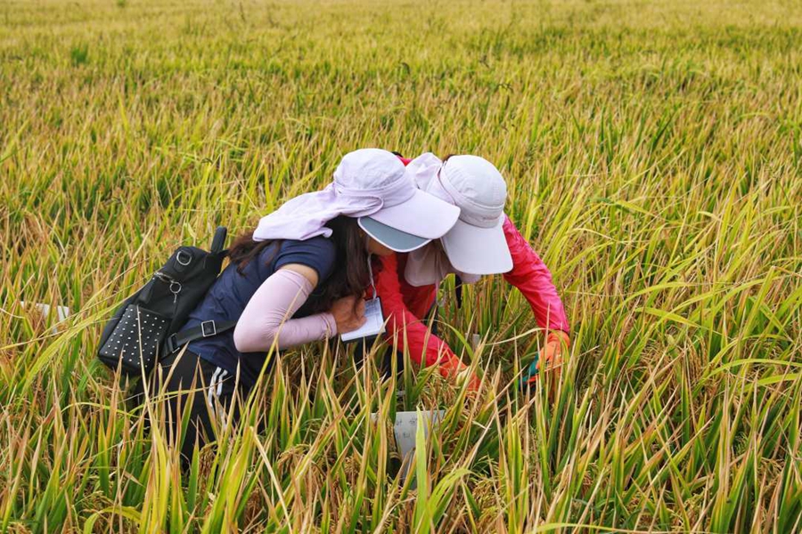 Super hybrid rice variant achieves unit yield of over 1,100 kg in Yunnan