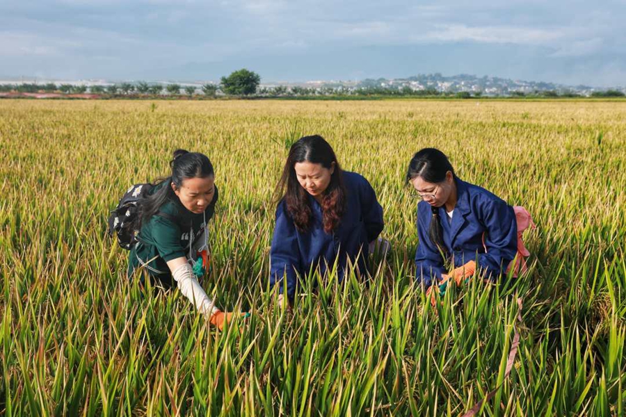 Super hybrid rice variant achieves unit yield of over 1,100 kg in Yunnan