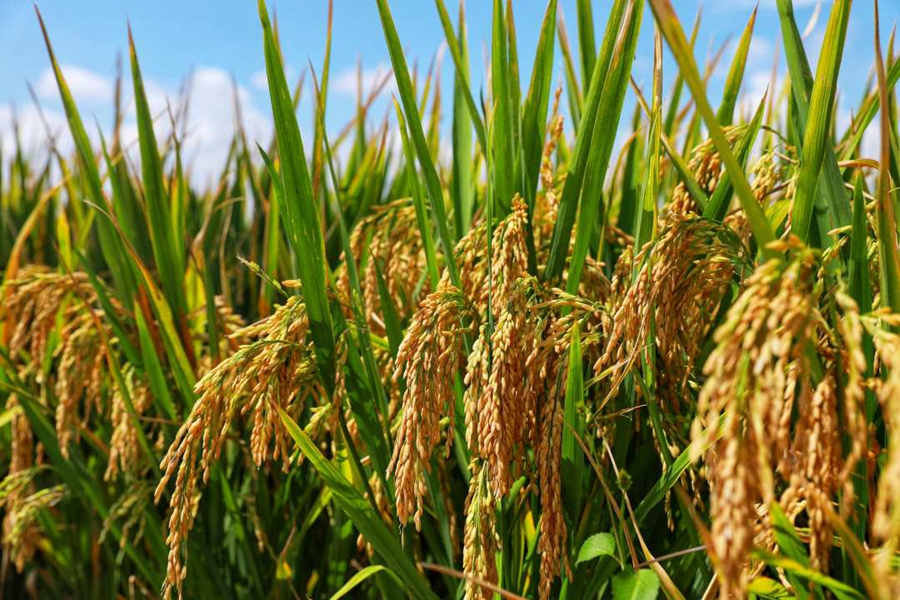 Super hybrid rice variant achieves unit yield of over 1,100 kg in Yunnan