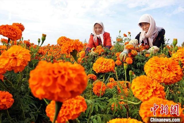Marigold boost incomes for farmers in NW China’s Gansu
