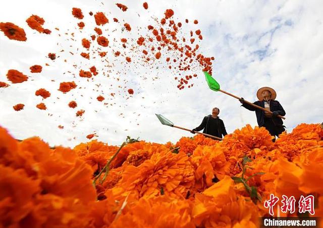 Marigold boost incomes for farmers in NW China’s Gansu