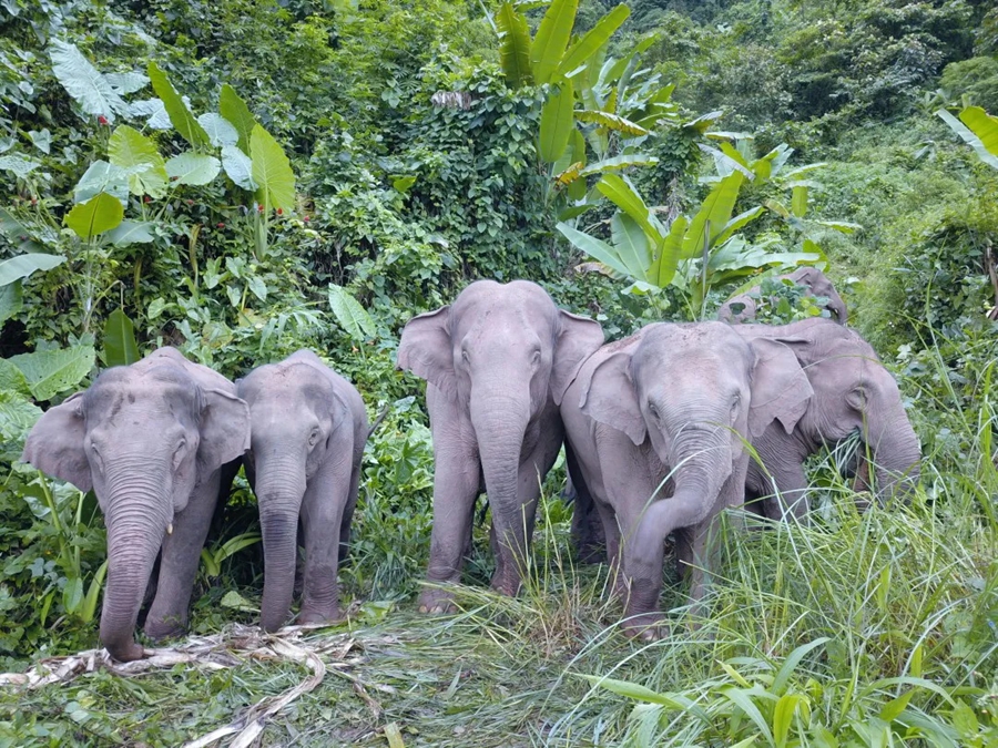 Food base for Asian elephants to open soon in Yunnan