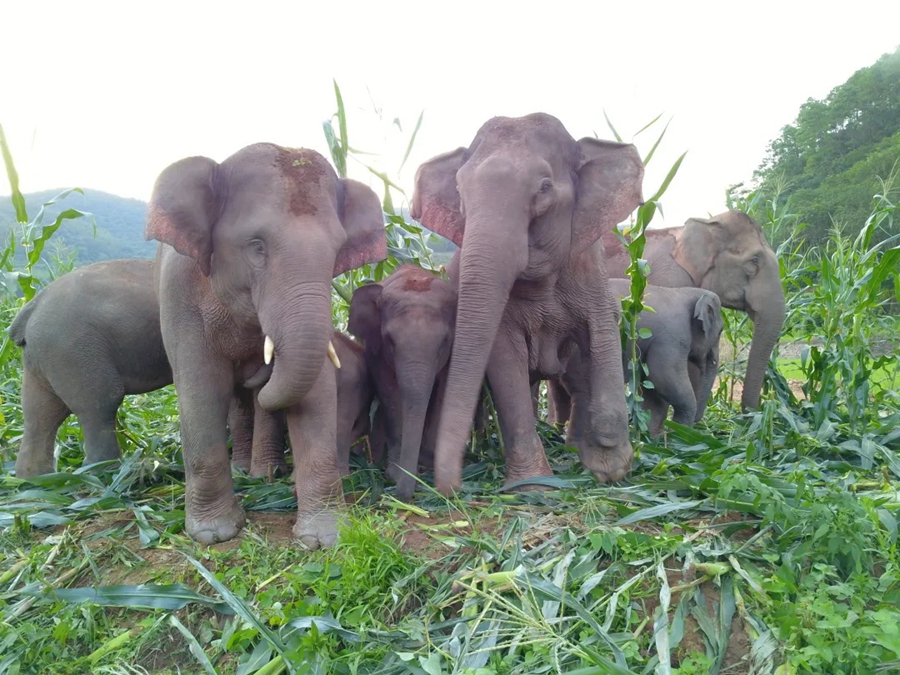 Food base for Asian elephants to open soon in Yunnan