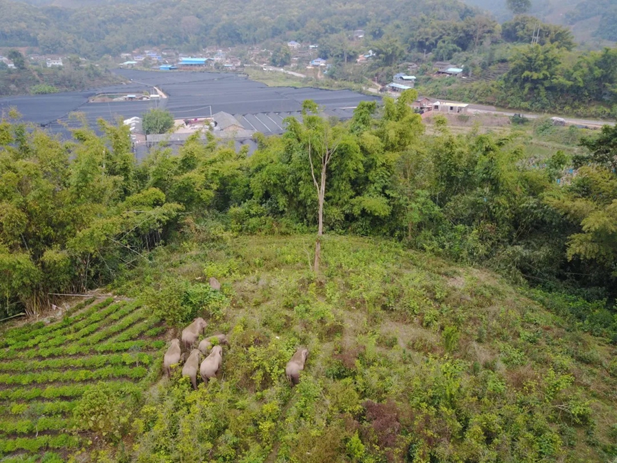 Food base for Asian elephants to open soon in Yunnan