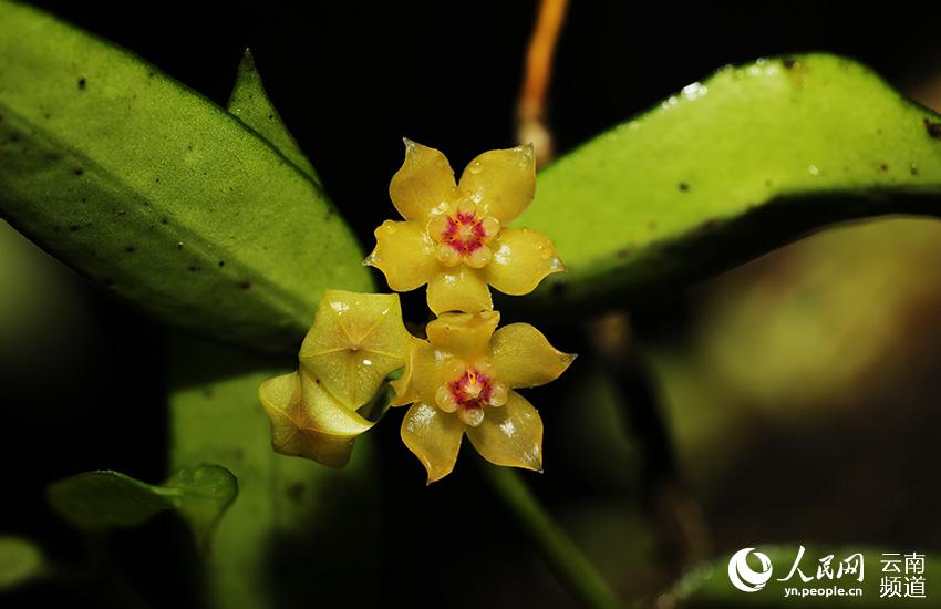 Photo shows flowers of the Hoya burmanica. (People’s Daily Online/Liao Qinchang)
