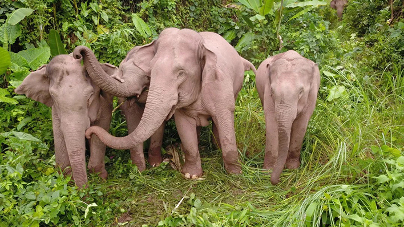 Food base for Asian elephants to open soon in Yunnan