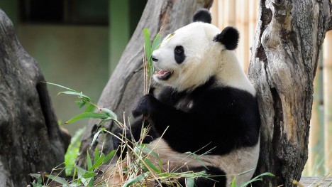 Twin giant panda cubs born in Madrid "fine, healthy"