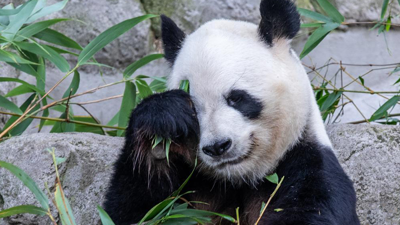 Twin giant panda cubs born in Madrid "fine, healthy"