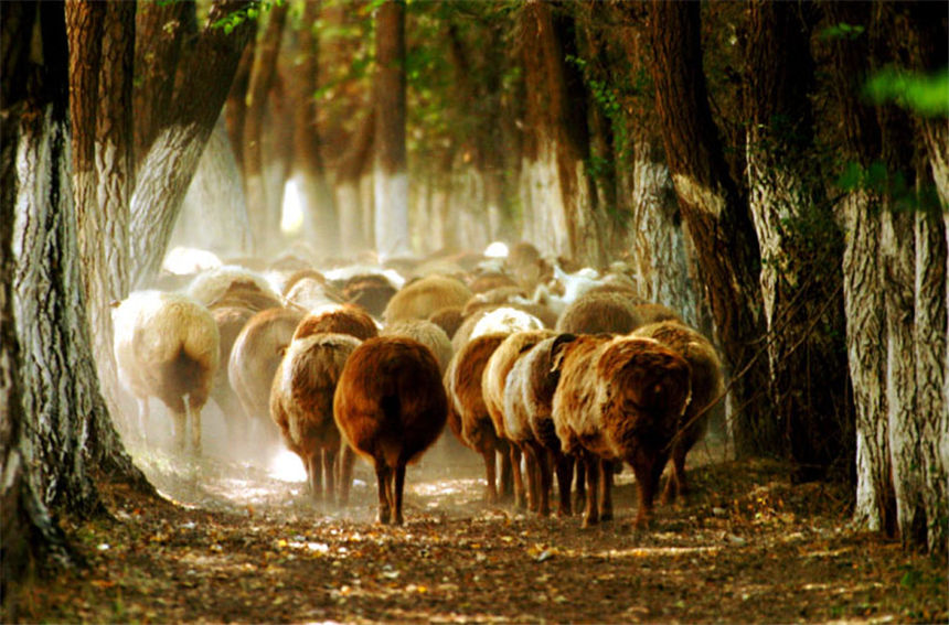 Herdsmen in Xinjiang’s Keketuohai scenic area transfer livestock to autumn pastures