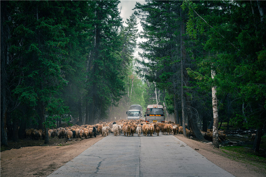 Herdsmen in Xinjiang’s Keketuohai scenic area transfer livestock to autumn pastures