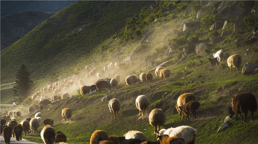 Herdsmen in Xinjiang’s Keketuohai scenic area transfer livestock to autumn pastures