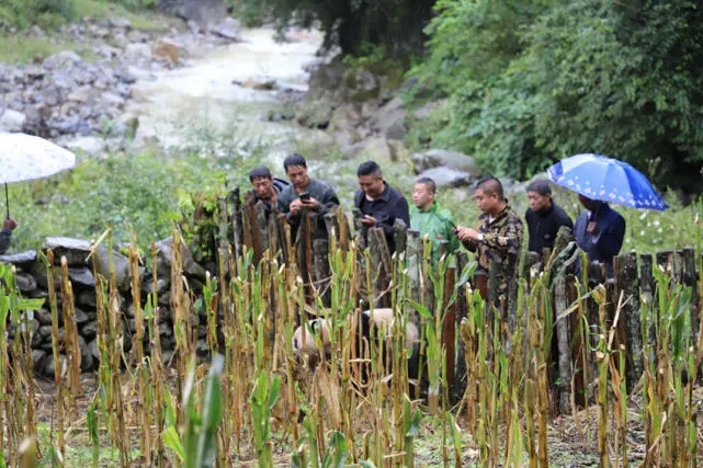 Wild panda roams into village in SW China’s Sichuan